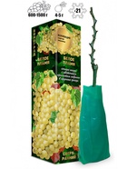 Саженец Виноград «Белое Пламя», кишмиш, белый, сверхранний, 1 шт., Весна 2026 10921183 - фото 8106291