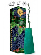 Саженец Виноград «Венера», кишмиш, синий, ранний, 1 шт., Весна 2026 10921185 - фото 8106292