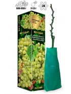 Саженец Виноград кишмиш «Володар», зелёный, 1 шт., Весна 2026, «Золотая Сотка Алтая» 10921186 - фото 8106293