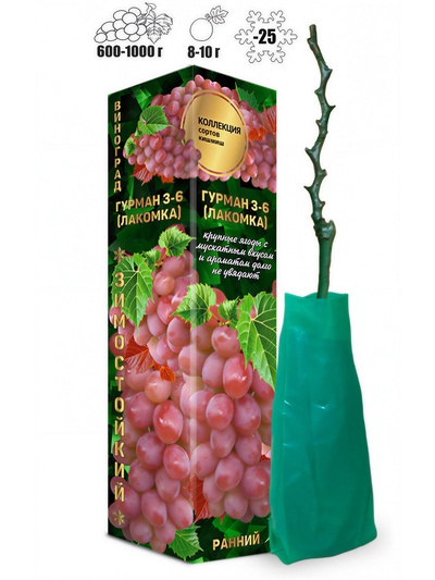 Саженец Виноград кишмиш «Гурман Лакомка», красный, ранний, 1 шт., Весна 2026