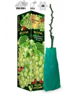 Саженец Виноград киш-миш Золотце белый, среднеранний 1 шт. Весна 2026  (артикул 10921188)  большой выбор товаров оптом и в розницу по низким ценам с доставкой