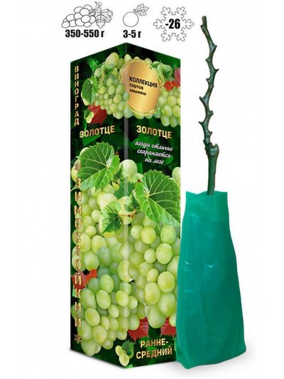 Саженец Виноград киш-миш Золотце белый, среднеранний 1 шт. Весна 2026