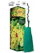 Саженец Виноград «Кивин», кишмиш, зеленый, ранний, 1 шт., Весна 2026 10921189 - фото 8106296