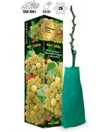 Саженец Виноград кишмиш «Коктейль», ранний, белый,1 шт., Весна 2026, «Золотая Сотка Алтая» 10921191