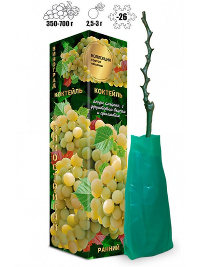 Саженец Виноград кишмиш «Коктейль», ранний, белый,1 шт., Весна 2026, «Золотая Сотка Алтая»