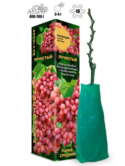 Саженец Виноград киш-миш Лучистый розовый, среднеранний 1 шт. Весна 2026