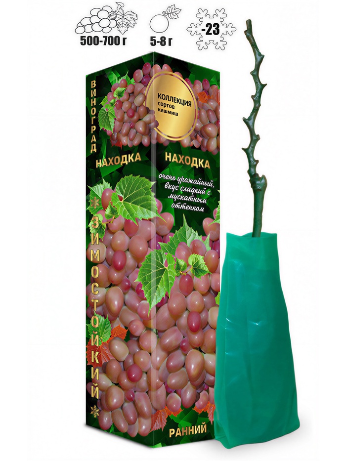 Саженец Виноград кишмиш «Находка», ранний, овальный, 1 шт., Весна 2026, «Золотая Сотка Алтая» - Фото 1