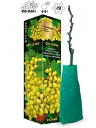 Саженец Виноград «Столетие», кишмиш, жёлтый, ранний, 1 шт., Весна 2026 10921195 - фото 8106300