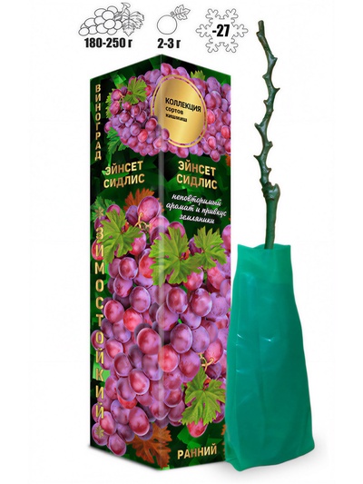 Саженец Виноград «Эйнсет Сидлис», кишмиш, красный, ранний, 1 шт., Весна 2026
