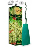 Саженец Виноград «Эльф», кишмиш, зелёный, ранний, 1 шт., Весна 2026 10921198 - фото 8106302