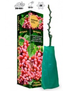 Саженец Виноград кишмиш «Ярушка», ярко - розовый, среднеранний, 1 шт., Весна 2026, «Золотая Сотка Алтая» 10921201 - фото 8106303