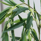 УЦЕНКА Дерево искусственное «Ива» в горшке, 150 см 10927987