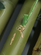 УЦЕНКА Дерево искусственное «Бамбук тропический» 180 см - Фото 9