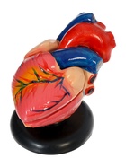 УЦЕНКА Макет «Сердце человека» 14×10 см 10935857