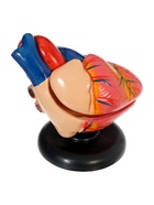 УЦЕНКА Макет «Сердце человека» 14×10 см 10935857