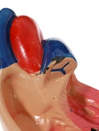 УЦЕНКА Макет «Сердце человека» 14×10 см 10935857