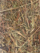 Сено луговое для грызунов и кроликов, 15 л, LITTLE VILLAGE-Triol - Фото 6