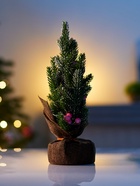 Фигура светодиодная «Праздничное сияние» 31 см, 20 LED, от батареек AG13×3, свечение тёплое белое 10876001 - фото 319938592 Фигура светодиодная «Праздничное сияние» 31 см, 20 LED, от батареек AG13×3, свечение тёплое белое 10876001 - фото 319938592