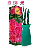 Саженец Роза Момо Рамблер, 1 шт. Весна 2026  (артикул 10920826)  большой выбор товаров оптом и в розницу по низким ценам с доставкой