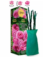 Саженец Роза Луис Одьер Бурбонская, 1 шт. Весна 2026  (артикул 10920774)  большой выбор товаров оптом и в розницу по низким ценам с доставкой