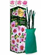 Саженец Роза Айз фо Ю Бэбилон 1 шт. Весна 2026  (артикул 10920775)  большой выбор товаров оптом и в розницу по низким ценам с доставкой