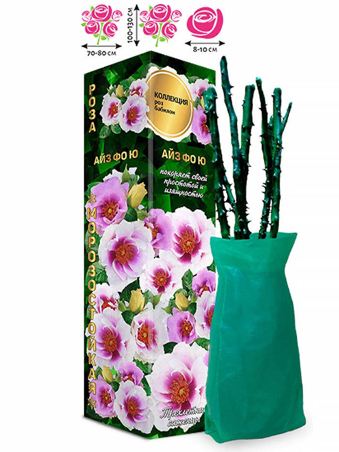 Саженец Роза бэбилон «Айз фо Ю», 1 шт., Весна 2026 - Фото 1