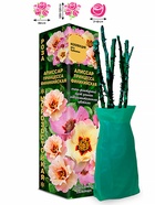 Саженец Роза Алиссар Принцесса Финикийская Бэбилон 1 шт. Весна 2026  (артикул 10920776)  большой выбор товаров оптом и в розницу по низким ценам с доставкой