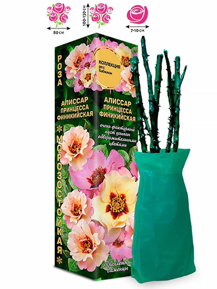 Саженец Роза бэбилон «Алиссар Принцесса Финикийская», 1 шт., Весна 2026 - Фото 1