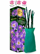 Саженец Роза Блю фо Ю Бэбилон, 1 шт. Весна 2026  (артикул 10920777)  большой выбор товаров оптом и в розницу по низким ценам с доставкой