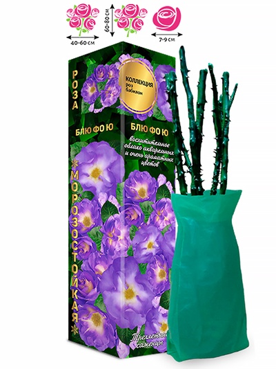 Саженец Роза бэбилон «Блю фо Ю», 1 шт., Весна 2026