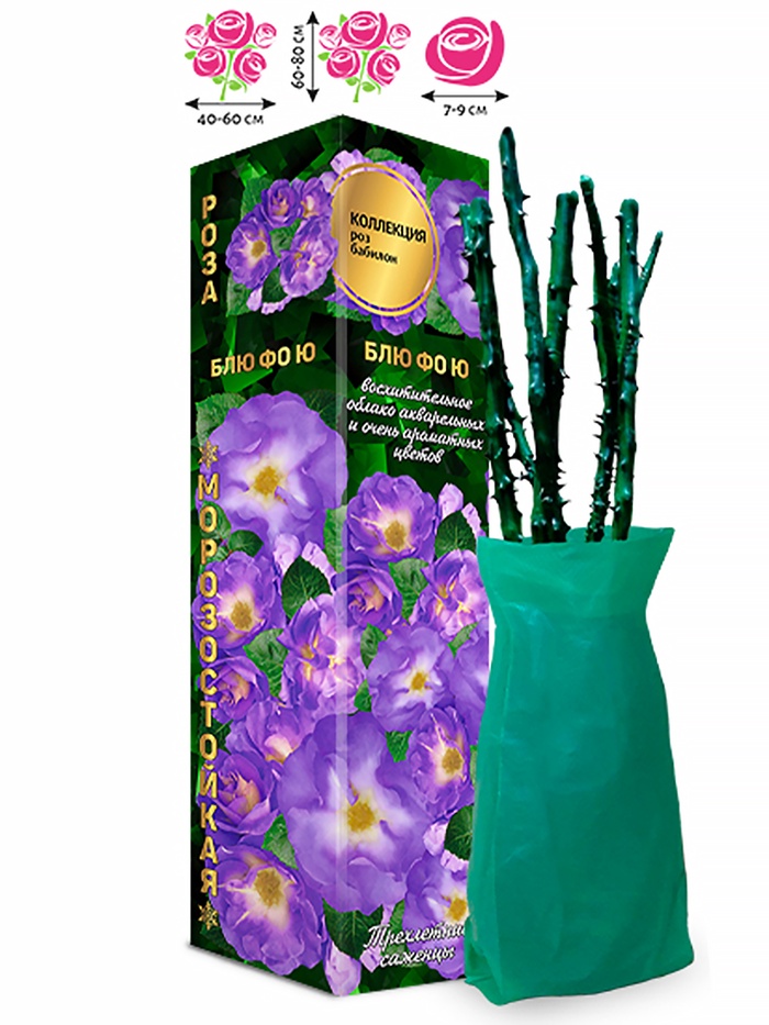 Саженец Роза бэбилон «Блю фо Ю», 1 шт., Весна 2026 - Фото 1