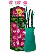 Саженец Роза Даймонд Айз Бэбилон, 1 шт. Весна 2026  (артикул 10920778)  большой выбор товаров оптом и в розницу по низким ценам с доставкой