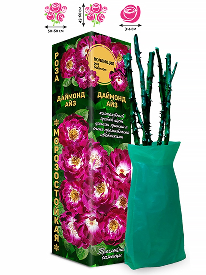 Саженец Роза бэбилон «Даймонд Айз», 1 шт., Весна 2026 - Фото 1