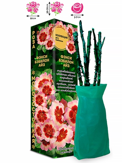 Саженец Роза бэбилон «Фэнси Бэбилон Айз», 1 шт., Весна 2026