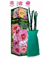 Саженец Роза Энжел Айз Бэбилон, 1 шт. Весна 2026  (артикул 10920781)  большой выбор товаров оптом и в розницу по низким ценам с доставкой