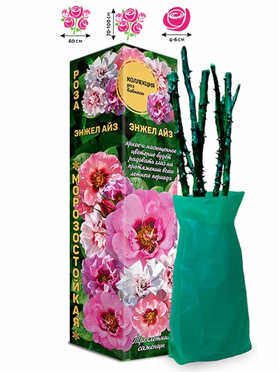 Саженец Роза бэбилон «Энжел Айз», 1 шт., Весна 2026