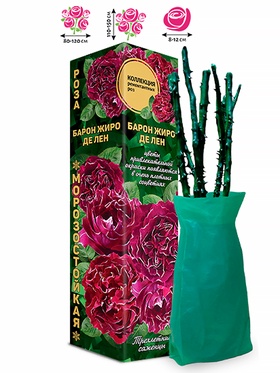 Саженец Роза ремонтантный французский «Барон Жиро дэ Лен», 1 шт., Весна 2026