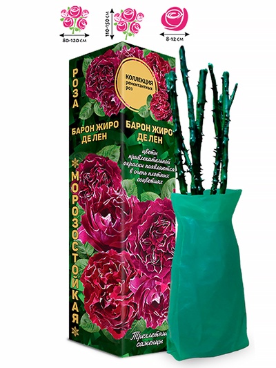 Саженец Роза ремонтантный французский «Барон Жиро дэ Лен», 1 шт., Весна 2026