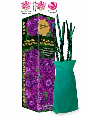 Саженец Роза галльские «Кардинал де Ришелье», 1 шт., Весна 2026