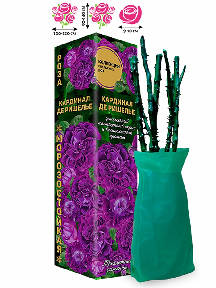 Саженец Роза галльские «Кардинал де Ришелье», 1 шт., Весна 2026 - Фото 1