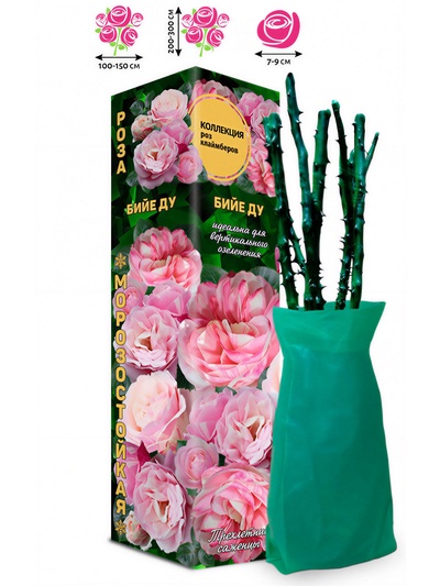 Саженец Роза клаймбер «Бийе Ду», 1 шт., Весна 2026