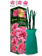 Саженец Роза Бьенвеню Клаймбер, 1 шт. Весна 2026  (артикул 10920812)  большой выбор товаров оптом и в розницу по низким ценам с доставкой