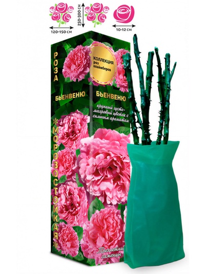 Саженец Роза клаймбер «Бьенвеню», 1 шт., Весна 2026