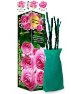 Саженец Роза Жасмина Клаймбер, 1 шт. Весна 2026  (артикул 10920818)  большой выбор товаров оптом и в розницу по низким ценам с доставкой