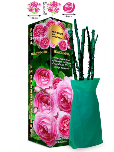 Саженец Роза клаймбер «Жасмина», 1 шт., Весна 2026