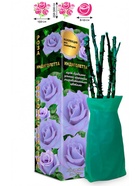 Саженец Роза Индиголетта Клаймбер, 1 шт. Весна 2026  (артикул 10920821)  большой выбор товаров оптом и в розницу по низким ценам с доставкой