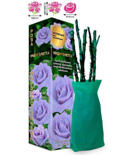 Саженец Роза клаймбер «Индиголетта», 1 шт., Весна 2026