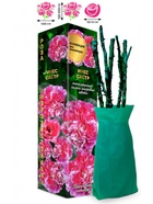 Саженец Роза Инес Састр Клаймбер, 1 шт. Весна 2026  (артикул 10920822)  большой выбор товаров оптом и в розницу по низким ценам с доставкой