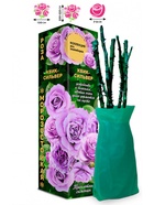 Саженец Роза Квиксильвер Клаймбер, 1 шт. Весна 2026  (артикул 10920823)  большой выбор товаров оптом и в розницу по низким ценам с доставкой