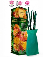 Саженец Роза Полька Бабочка Клаймбер, 1 шт. Весна 2026  (артикул 10920831)  большой выбор товаров оптом и в розницу по низким ценам с доставкой